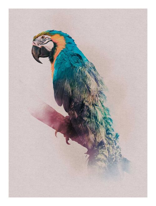 Wandbild - Animals Paradise Parrot - Größe: 30 x 40 cm