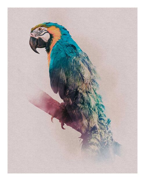 Wandbild - Animals Paradise Parrot - Größe: 40 x 50 cm