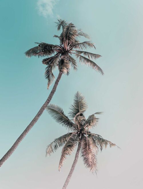 Wandbild - Miami Palms - Größe: 30 x 40 cm