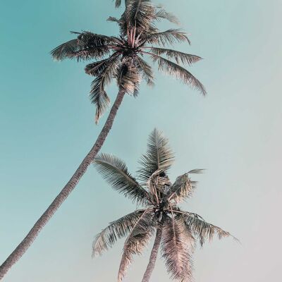 Wandbild - Miami Palms - Größe: 40 x 50 cm