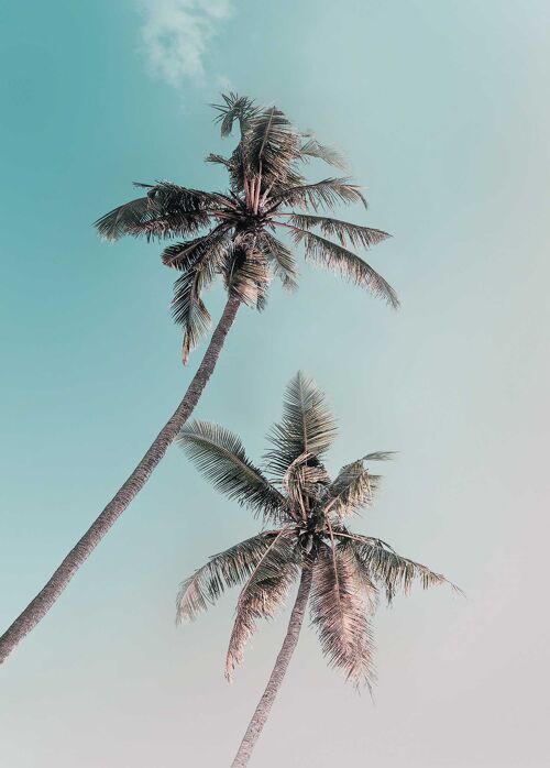 Wandbild - Miami Palms - Größe: 50 x 70 cm