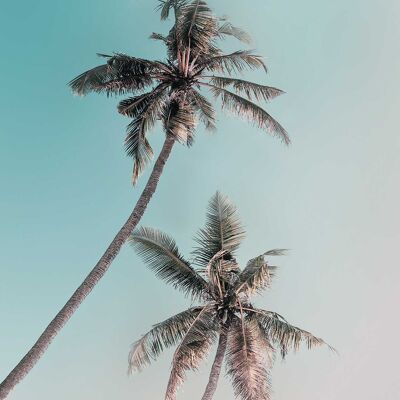 Wandbild - Miami Palms - Größe: 50 x 70 cm