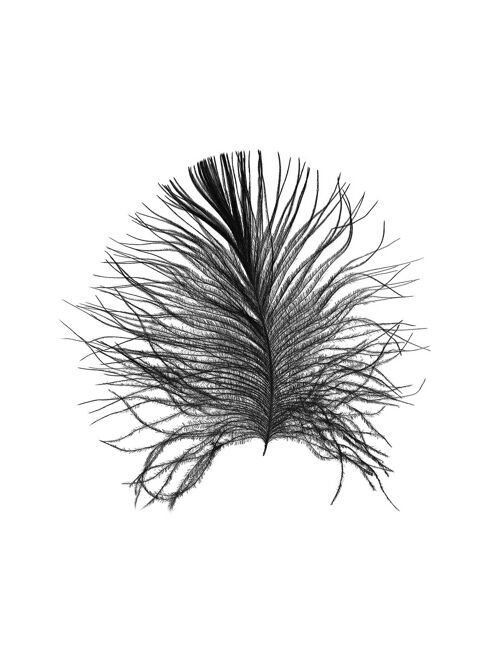 Wandbild - Feather White - Größe: 30 x 40 cm