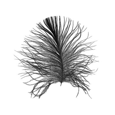 Wandbild - Feather White - Größe: 40 x 50 cm