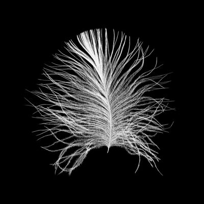 Wandbild - Feather Black - Größe: 30 x 40 cm