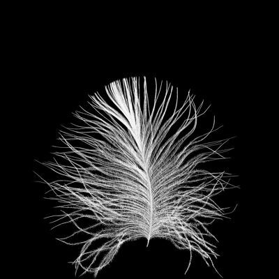 Wandbild - Feather Black - Größe: 30 x 40 cm