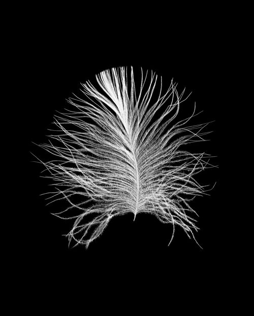 Wandbild - Feather Black - Größe: 40 x 50 cm