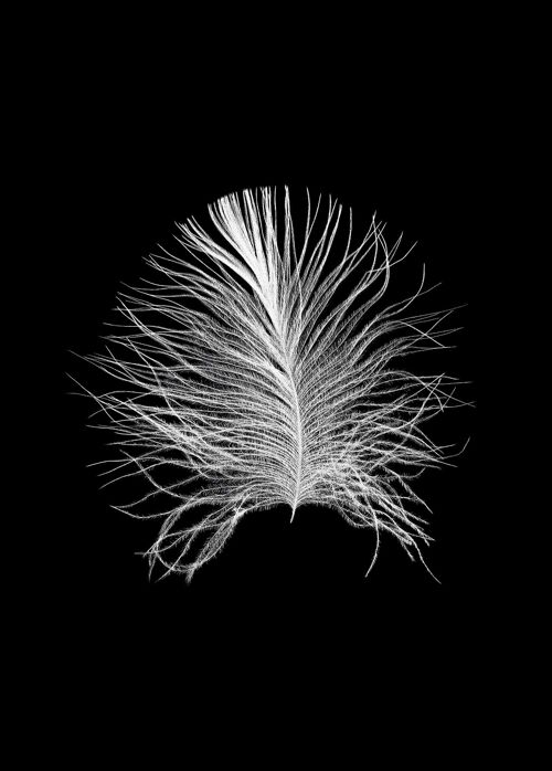Wandbild - Feather Black - Größe: 50 x 70 cm