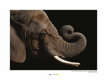 Papier peint - Éléphant d'Afrique - Dimensions : 40 x 30 cm