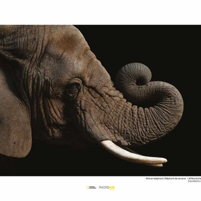 Wandbild - African Elephant - Größe: 40 x 30 cm