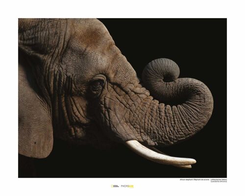 Wandbild - African Elephant - Größe: 50 x 40 cm
