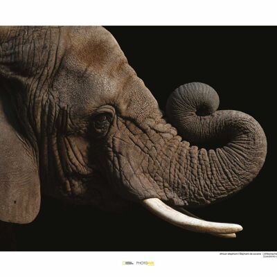 Papier peint - Éléphant d'Afrique - Dimensions : 50 x 40 cm