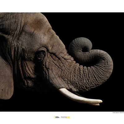 Papier peint - Éléphant d'Afrique - Dimensions : 70 x 50 cm