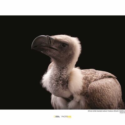 Wandbild - African White-backed Vulture - Größe: 40 x 30 cm