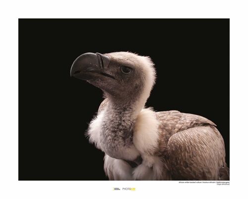 Wandbild - African White-backed Vulture - Größe: 50 x 40 cm