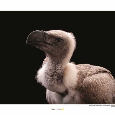 Wandbild - African White-backed Vulture - Größe: 50 x 40 cm