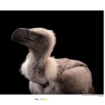 Wandbild - African White-backed Vulture - Größe: 70 x 50 cm