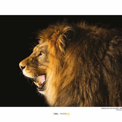 Mural - Barbary Lion - Size: 40 x 30 cm