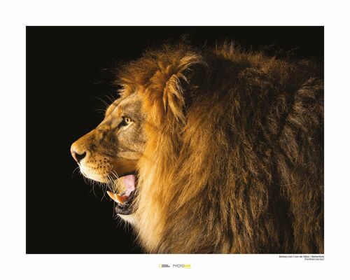 Wandbild - Barbary Lion - Größe: 50 x 40 cm