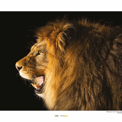 Peinture murale - Lion de Barbarie - Dimensions : 50 x 40 cm