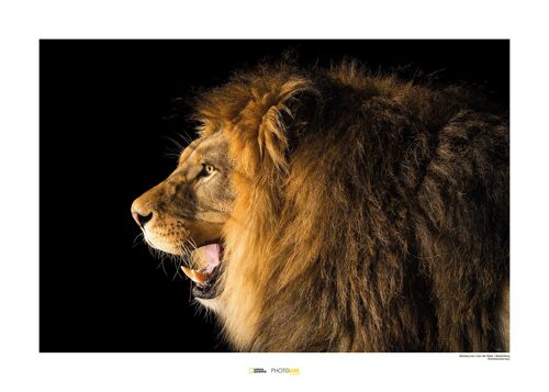 Wandbild - Barbary Lion - Größe: 70 x 50 cm