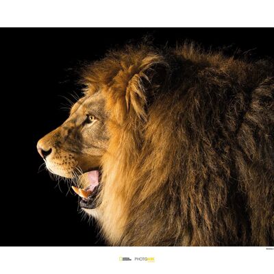 Peinture murale - Lion de Barbarie - Dimensions : 70 x 50 cm