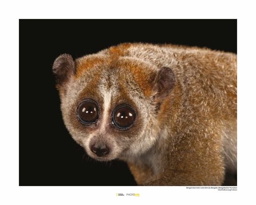 Wandbild - Bengal Slow Loris - Größe: 50 x 40 cm