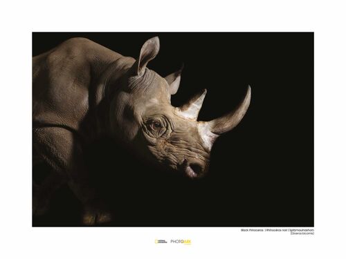 Wandbild - Black Rhinoceros - Größe: 40 x 30 cm
