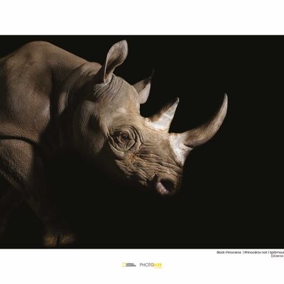 Mural - Rinoceronte Negro - Medida: 40 x 30 cm