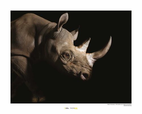 Wandbild - Black Rhinoceros - Größe: 50 x 40 cm