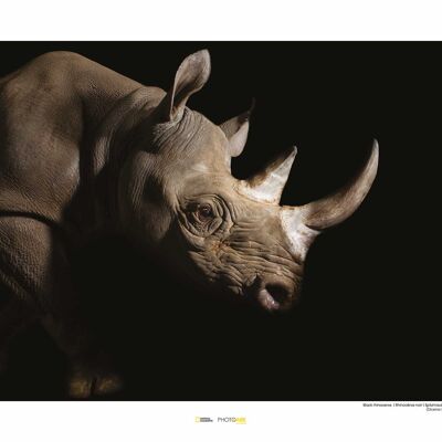 Wandbild - Black Rhinoceros - Größe: 50 x 40 cm