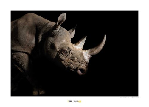 Wandbild - Black Rhinoceros - Größe: 70 x 50 cm