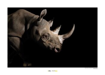 Papier Peint - Rhinocéros Noir - Dimensions : 70 x 50 cm