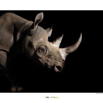 Wandbild - Black Rhinoceros - Größe: 70 x 50 cm