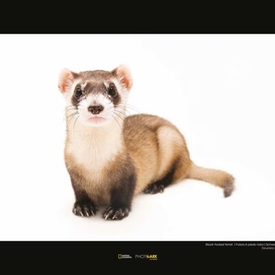 Wandbild - Black-footed Ferret - Größe: 40 x 30 cm