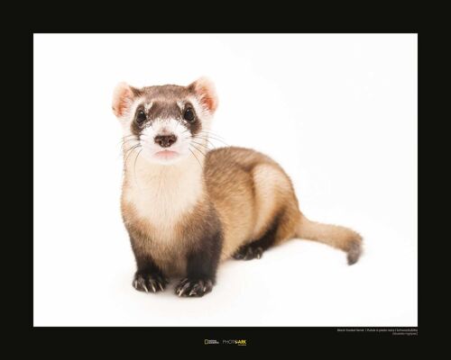 Wandbild - Black-footed Ferret - Größe: 50 x 40 cm