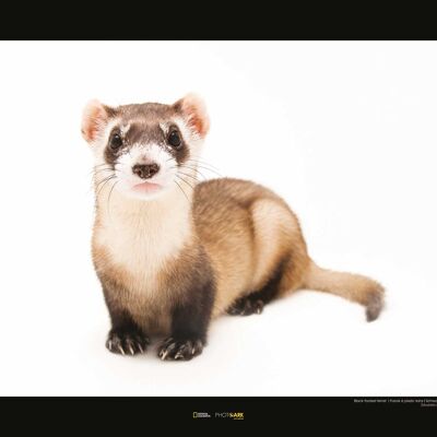 Wandbild - Black-footed Ferret - Größe: 50 x 40 cm