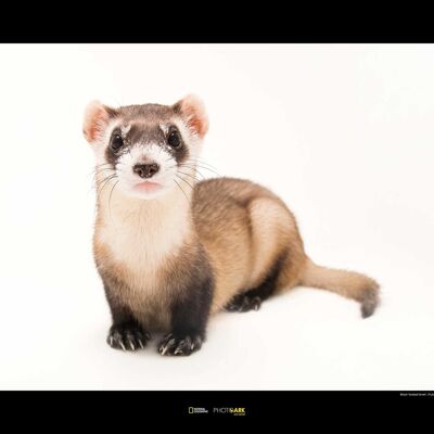 Wandbild - Black-footed Ferret - Größe: 70 x 50 cm