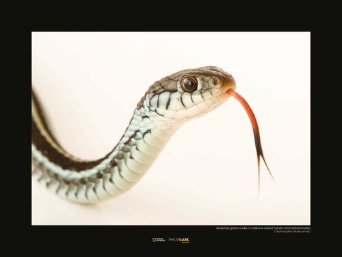 Wandbild - Bluestripe Garter Snake - Größe: 40 x 30 cm