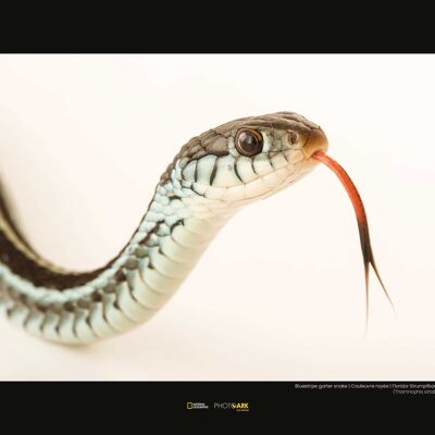 Wandbild - Bluestripe Garter Snake - Größe: 40 x 30 cm