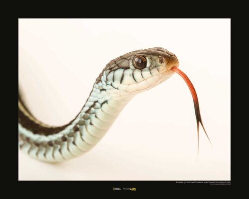 Wandbild - Bluestripe Garter Snake - Größe: 50 x 40 cm