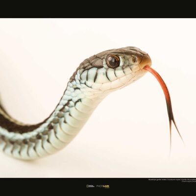 Mural - Serpiente de Liga Bluestripe - Medida: 50 x 40 cm