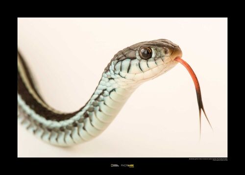 Wandbild - Bluestripe Garter Snake - Größe: 70 x 50 cm