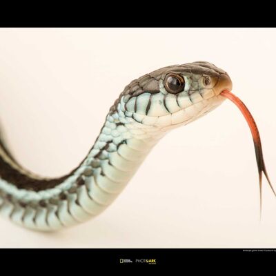 Wandbild - Bluestripe Garter Snake - Größe: 70 x 50 cm