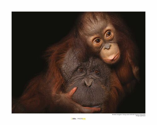 Wandbild - Bornean Orangutan - Größe: 50 x 40 cm