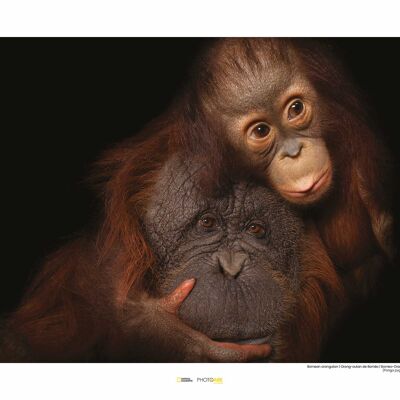 Mural - Orangután de Borneo - Medida: 50 x 40 cm