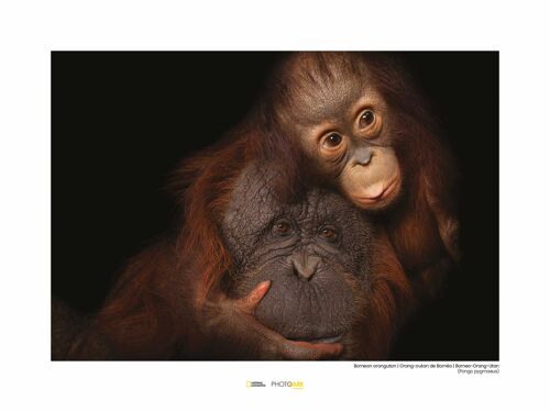 Wandbild - Bornean Orangutan - Größe: 40 x 30 cm