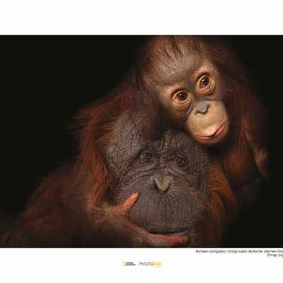 Mural - Orangután de Borneo - Medida: 40 x 30 cm