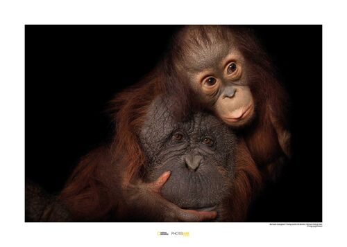 Wandbild - Bornean Orangutan - Größe: 70 x 50 cm