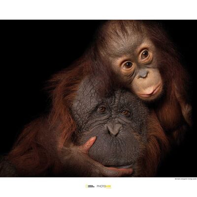 Murale - Orangutan del Borneo - Dimensioni: 70 x 50 cm